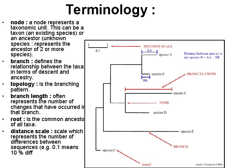 Terminology : • • • node : a node represents a taxonomic unit. This