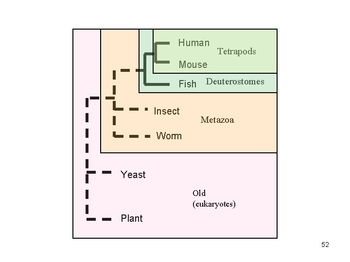 Human Tetrapods Mouse Fish Deuterostomes Insect Metazoa Worm Yeast Old (eukaryotes) Plant 52 