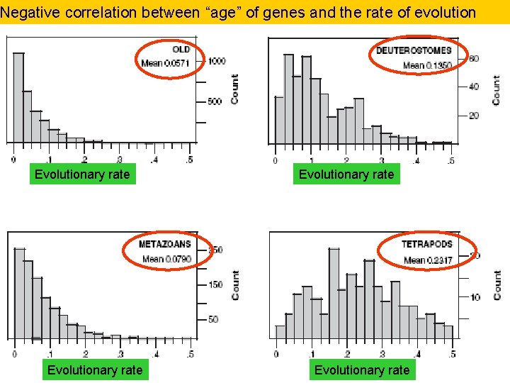 Negative correlation between “age” of genes and the rate of evolution Evolutionary rate 54