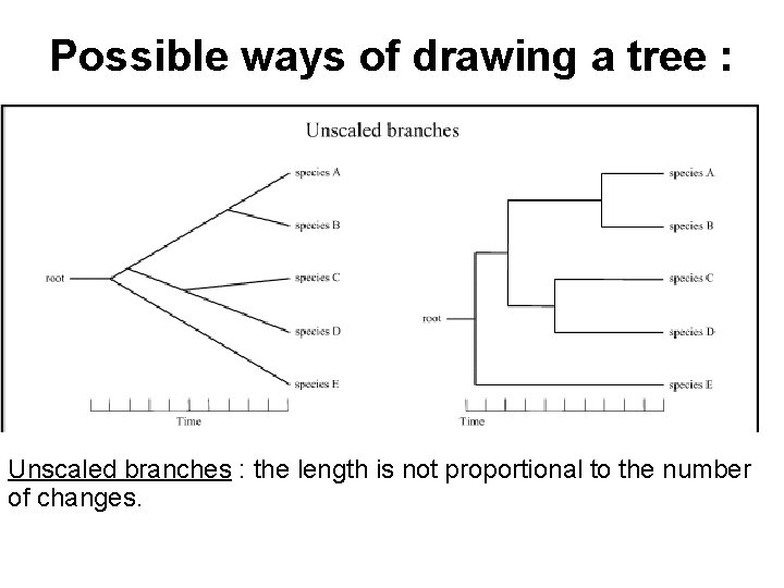 Possible ways of drawing a tree : Unscaled branches : the length is not