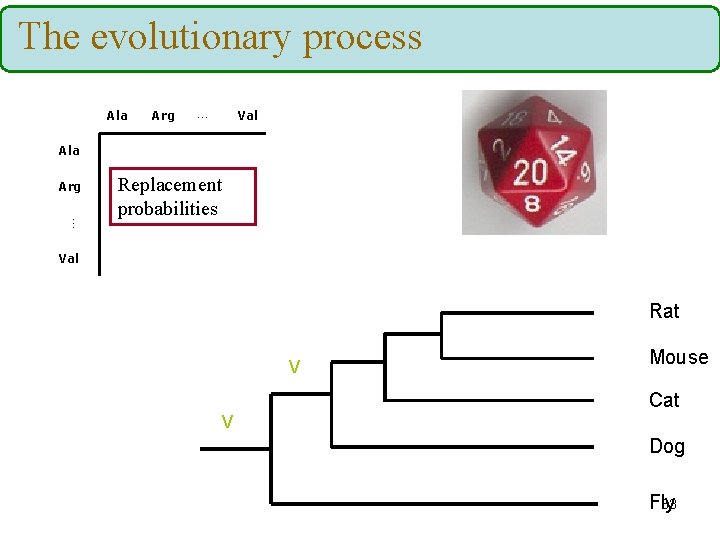The evolutionary process Ala Arg … Val Ala Arg … Replacement probabilities Val Rat