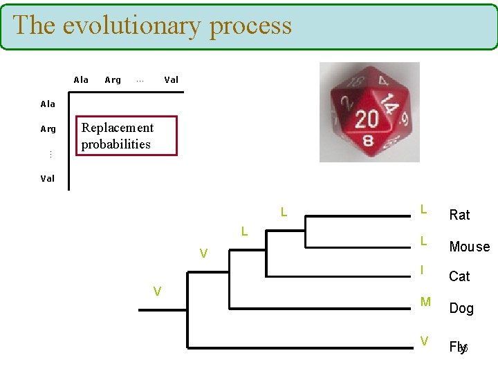 The evolutionary process Ala Arg … Val Ala Arg … Replacement probabilities Val L