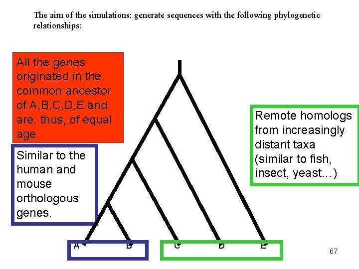 The aim of the simulations: generate sequences with the following phylogenetic relationships: All the