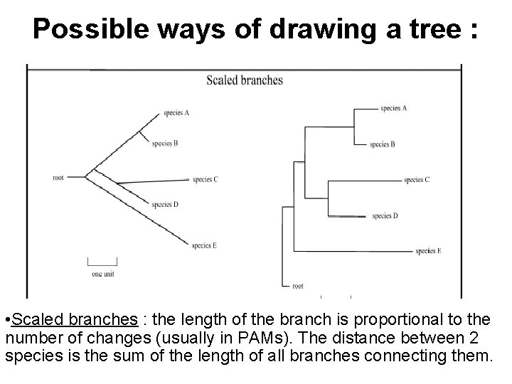 Possible ways of drawing a tree : • Scaled branches : the length of