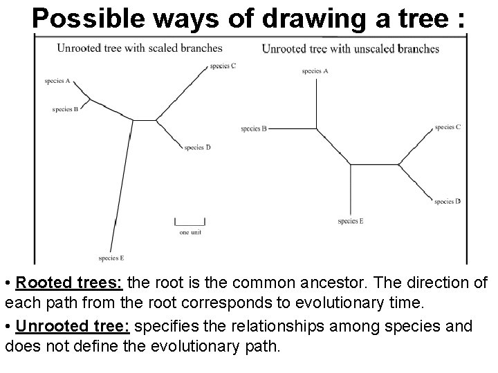 Possible ways of drawing a tree : • Rooted trees: the root is the