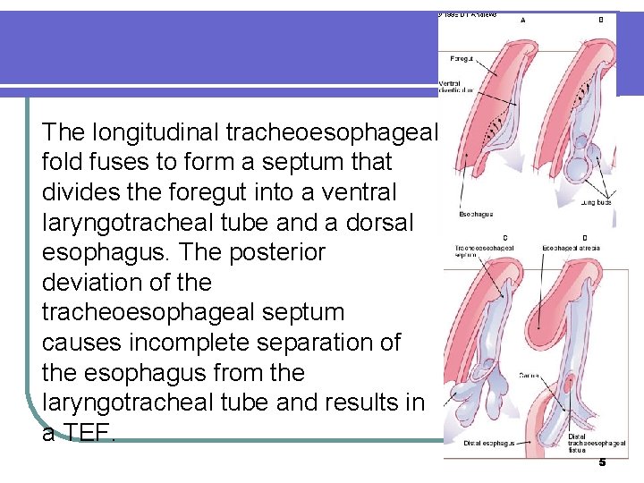 The longitudinal tracheoesophageal fold fuses to form a septum that divides the foregut into