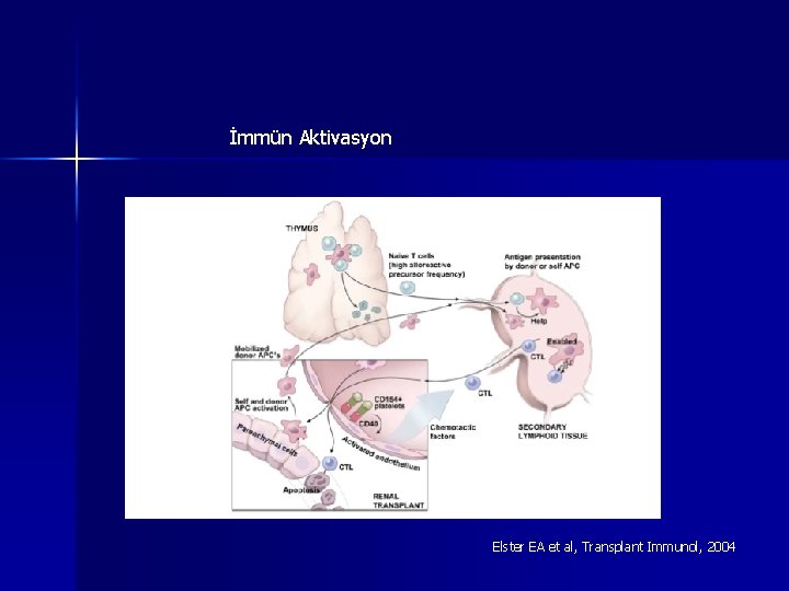 İmmün Aktivasyon Elster EA et al, Transplant Immunol, 2004 İmmün Aktivasyon Elster EA et al, Transplant Immunol, 2004