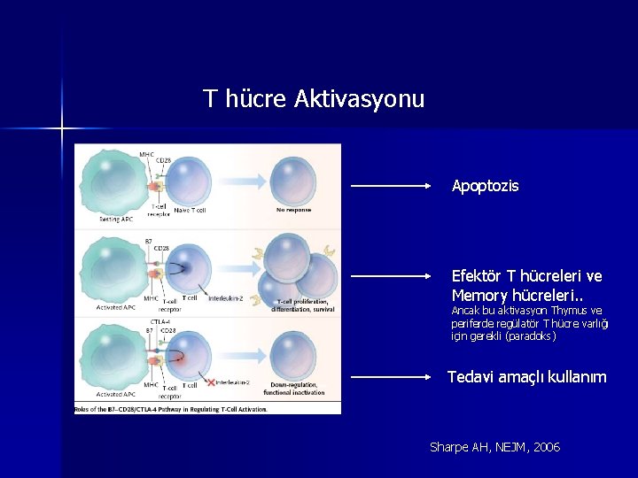T hücre Aktivasyonu Apoptozis Efektör T hücreleri ve Memory hücreleri. . Ancak bu aktivasyon T hücre Aktivasyonu Apoptozis Efektör T hücreleri ve Memory hücreleri. . Ancak bu aktivasyon