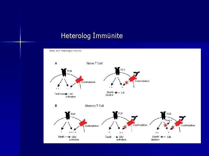 Heterolog İmmünite Heterolog İmmünite