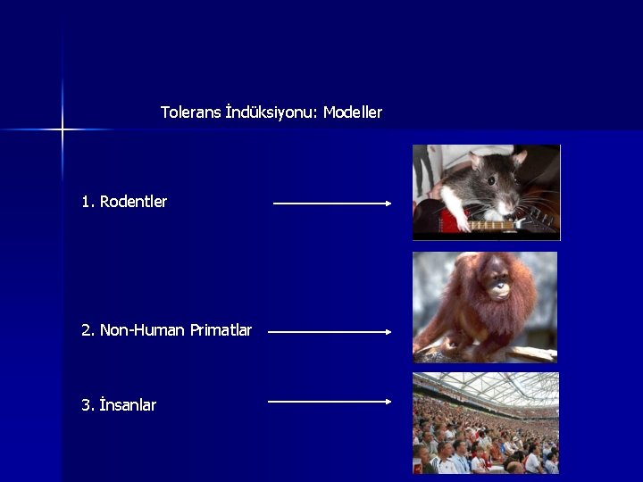 Tolerans İndüksiyonu: Modeller 1. Rodentler 2. Non-Human Primatlar 3. İnsanlar Tolerans İndüksiyonu: Modeller 1. Rodentler 2. Non-Human Primatlar 3. İnsanlar