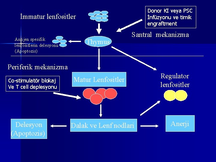 Donor KI veya PSC İnfüzyonu ve timik engraftment İmmatur lenfositler Antijen spesifik lenfositlerin delesyonu Donor KI veya PSC İnfüzyonu ve timik engraftment İmmatur lenfositler Antijen spesifik lenfositlerin delesyonu