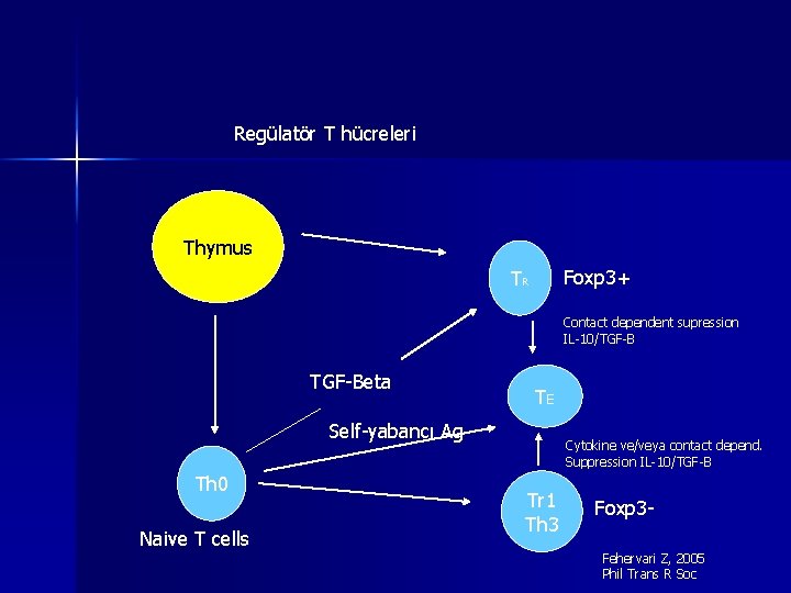 Regülatör T hücreleri Thymus Foxp 3+ TR Contact dependent supression IL-10/TGF-Beta TE Self-yabancı Ag Regülatör T hücreleri Thymus Foxp 3+ TR Contact dependent supression IL-10/TGF-Beta TE Self-yabancı Ag
