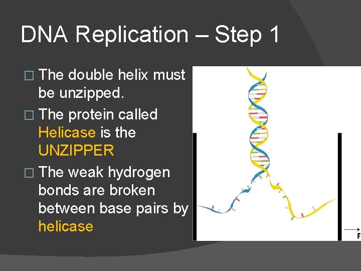 DNA Replication – Step 1 � The double helix must be unzipped. � The
