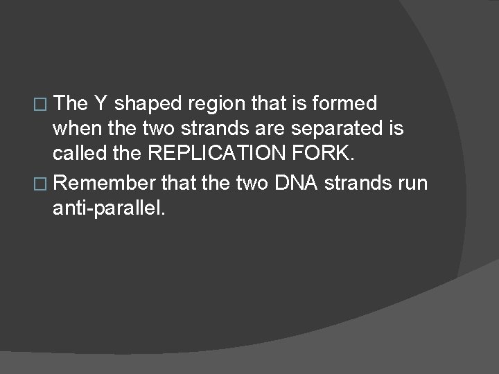 � The Y shaped region that is formed when the two strands are separated