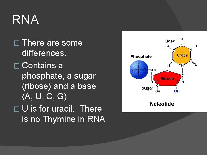 RNA � There are some differences. � Contains a phosphate, a sugar (ribose) and