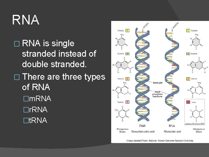 RNA � RNA is single stranded instead of double stranded. � There are three