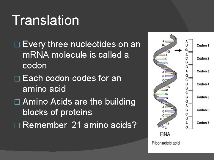 Translation � Every three nucleotides on an m. RNA molecule is called a codon