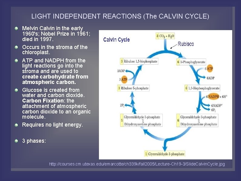 LIGHT INDEPENDENT REACTIONS (The CALVIN CYCLE) Melvin Calvin in the early 1960's; Nobel Prize