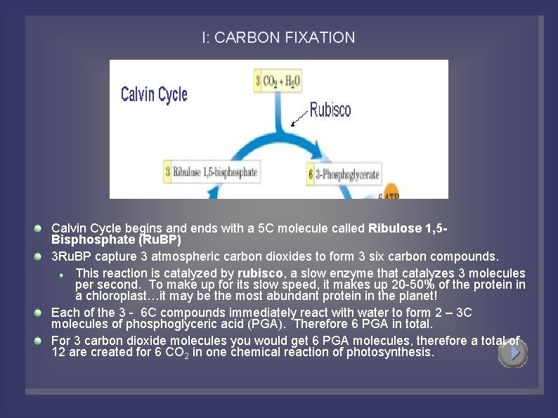 I: CARBON FIXATION Calvin Cycle begins and ends with a 5 C molecule called