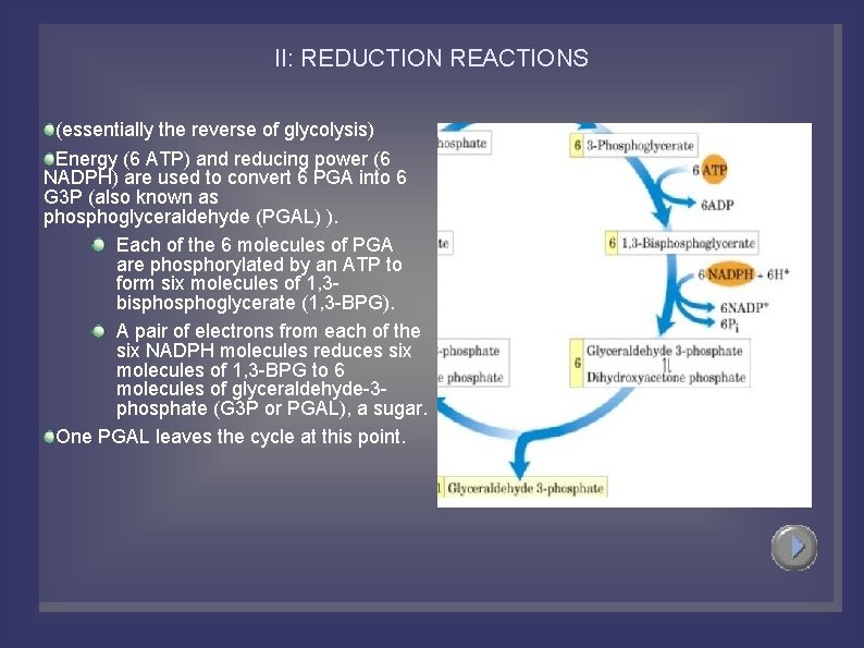 II: REDUCTION REACTIONS (essentially the reverse of glycolysis) Energy (6 ATP) and reducing power