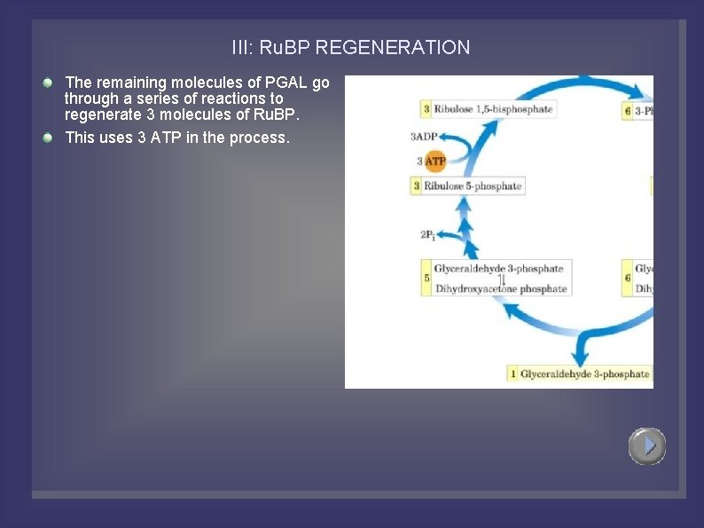 III: Ru. BP REGENERATION The remaining molecules of PGAL go through a series of