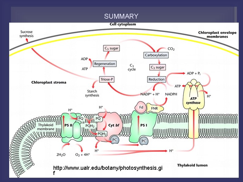 SUMMARY http: //www. ualr. edu/botany/photosynthesis. gi f 