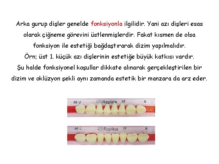 Arka gurup dişler genelde fonksiyonla ilgilidir. Yani azı dişleri esas olarak çiğneme görevini üstlenmişlerdir. Arka gurup dişler genelde fonksiyonla ilgilidir. Yani azı dişleri esas olarak çiğneme görevini üstlenmişlerdir.