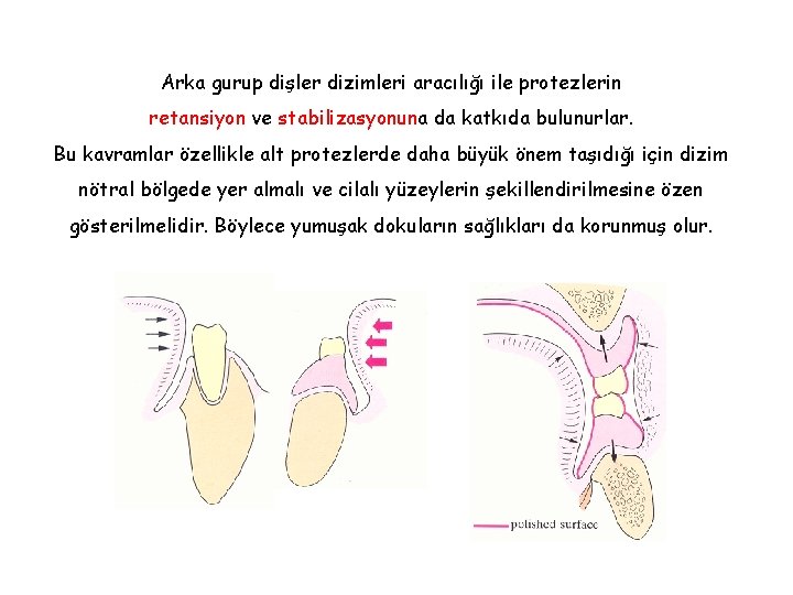 Arka gurup dişler dizimleri aracılığı ile protezlerin retansiyon ve stabilizasyonuna da katkıda bulunurlar. Bu Arka gurup dişler dizimleri aracılığı ile protezlerin retansiyon ve stabilizasyonuna da katkıda bulunurlar. Bu