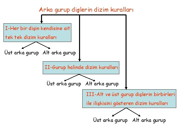 Arka gurup dişlerin dizim kuralları I-Her bir dişin kendisine ait tek dizim kuralları Üst Arka gurup dişlerin dizim kuralları I-Her bir dişin kendisine ait tek dizim kuralları Üst