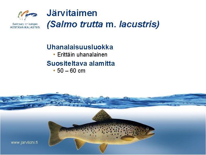 Järvitaimen (Salmo trutta m. lacustris) Uhanalaisuusluokka • Erittäin uhanalainen Suositeltava alamitta • 50 –