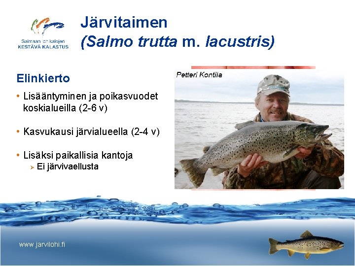 Järvitaimen (Salmo trutta m. lacustris) Elinkierto • Lisääntyminen ja poikasvuodet koskialueilla (2 -6 v)