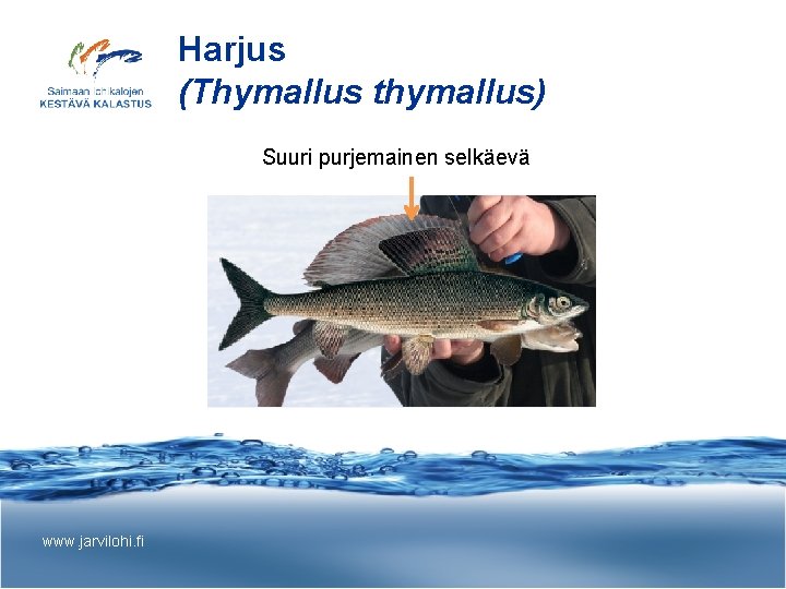 Harjus (Thymallus thymallus) Suuri purjemainen selkäevä www. jarvilohi. fi 