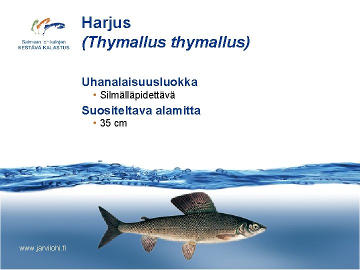 Harjus (Thymallus thymallus) Uhanalaisuusluokka • Silmälläpidettävä Suositeltava alamitta • 35 cm www. jarvilohi. fi