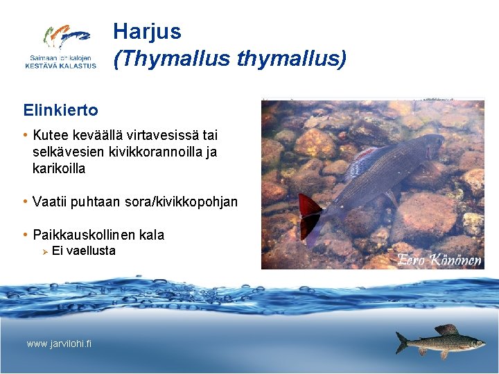 Harjus (Thymallus thymallus) Elinkierto • Kutee keväällä virtavesissä tai selkävesien kivikkorannoilla ja karikoilla •