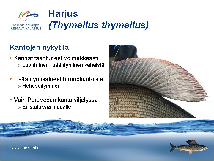 Harjus (Thymallus thymallus) Kantojen nykytila • Kannat taantuneet voimakkaasti Ø Luontainen lisääntyminen vähäistä •