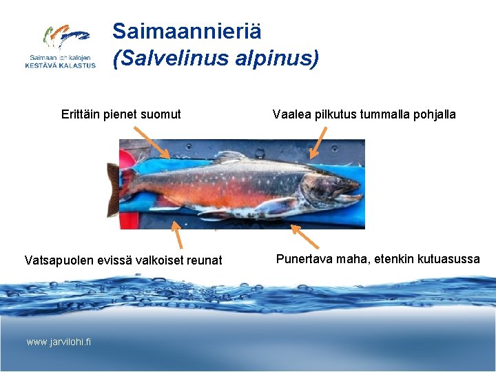 Saimaannieriä (Salvelinus alpinus) Erittäin pienet suomut Vatsapuolen evissä valkoiset reunat www. jarvilohi. fi Vaalea
