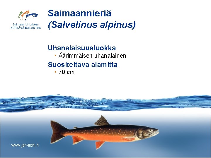 Saimaannieriä (Salvelinus alpinus) Uhanalaisuusluokka • Äärimmäisen uhanalainen Suositeltava alamitta • 70 cm www. jarvilohi.