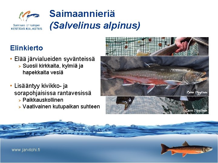 Saimaannieriä (Salvelinus alpinus) Elinkierto • Elää järvialueiden syvänteissä Ø Suosii kirkkaita, kylmiä ja hapekkaita