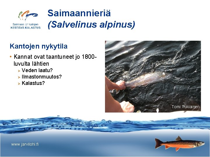 Saimaannieriä (Salvelinus alpinus) Kantojen nykytila • Kannat ovat taantuneet jo 1800 luvulta lähtien Veden