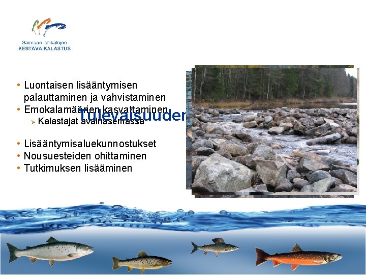  • Luontaisen lisääntymisen palauttaminen ja vahvistaminen • Emokalamäärien kasvattaminen Ø Tulevaisuuden tavoitteita Kalastajat