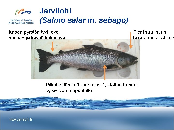Järvilohi (Salmo salar m. sebago) Kapea pyrstön tyvi, evä nousee jyrkässä kulmassa Pieni suu,