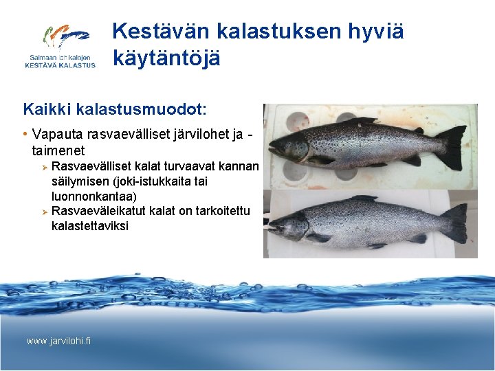 Kestävän kalastuksen hyviä käytäntöjä Kaikki kalastusmuodot: • Vapauta rasvaevälliset järvilohet ja taimenet Rasvaevälliset kalat