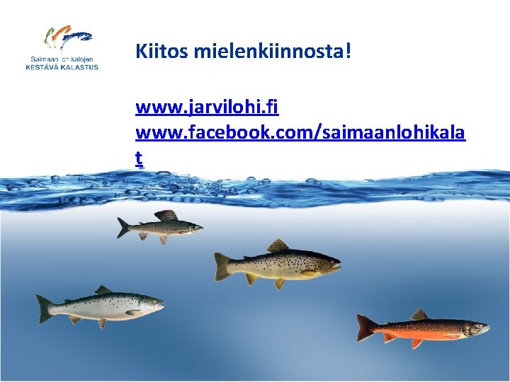 Kiitos mielenkiinnosta! www. jarvilohi. fi www. facebook. com/saimaanlohikala t www. jarvilohi. fi 