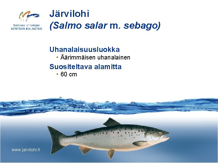 Järvilohi (Salmo salar m. sebago) Uhanalaisuusluokka • Äärimmäisen uhanalainen Suositeltava alamitta • 60 cm