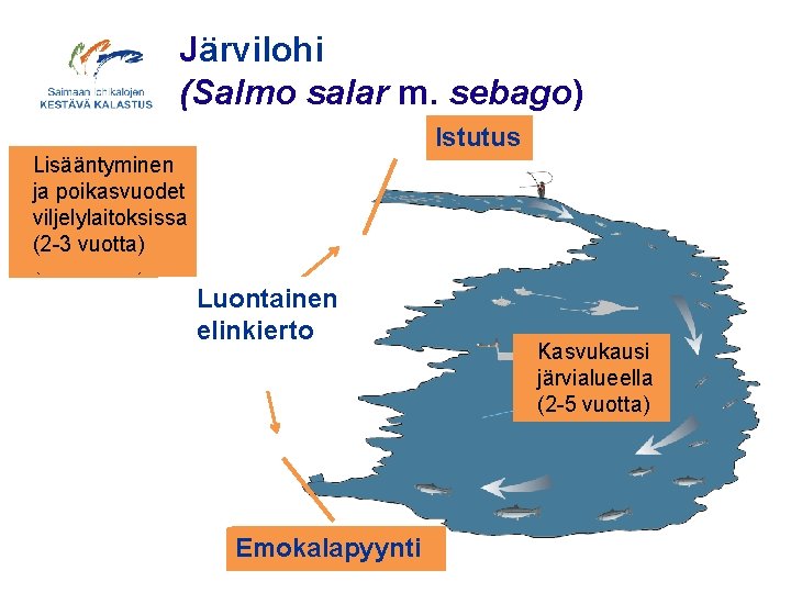 Järvilohi (Salmo salar m. sebago) Istutus Lisääntyminen ja poikasvuodet viljelylaitoksissa koskialueilla (2 -3 vuotta)