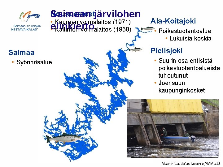 Nousuesteet Saimaan järvilohen • Kuurnan voimalaitos (1971) • elinkierto Kaltimon voimalaitos (1958) Saimaa •