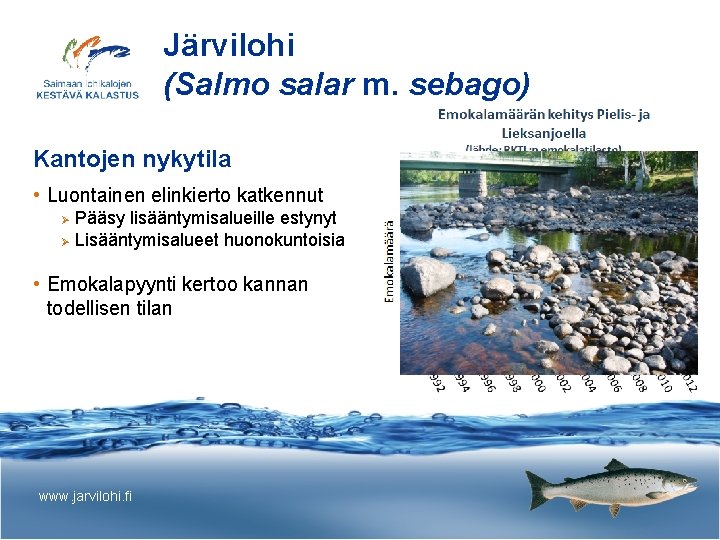 Järvilohi (Salmo salar m. sebago) Kantojen nykytila • Luontainen elinkierto katkennut Pääsy lisääntymisalueille estynyt