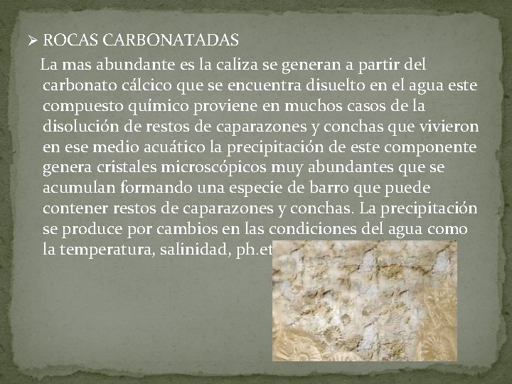 Ø ROCAS CARBONATADAS La mas abundante es la caliza se generan a partir del