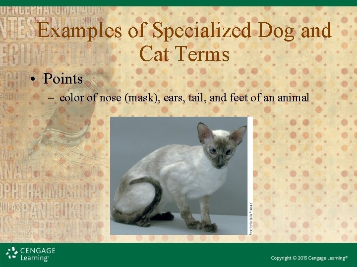 Examples of Specialized Dog and Cat Terms • Points – color of nose (mask),