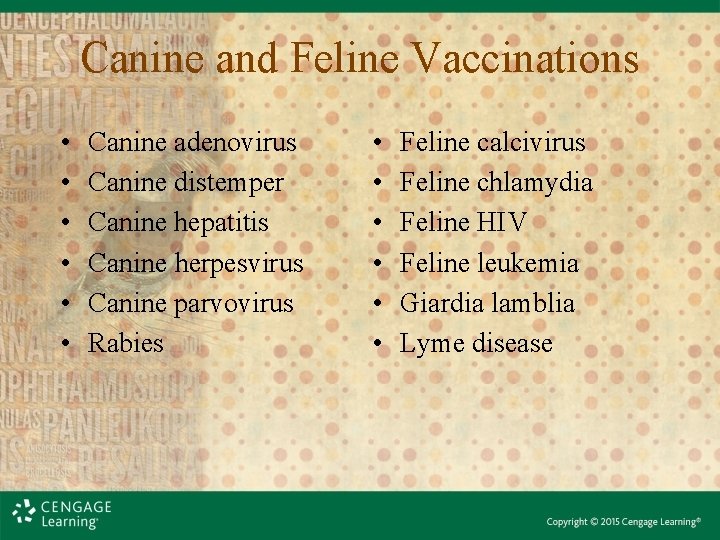 Canine and Feline Vaccinations • • • Canine adenovirus Canine distemper Canine hepatitis Canine